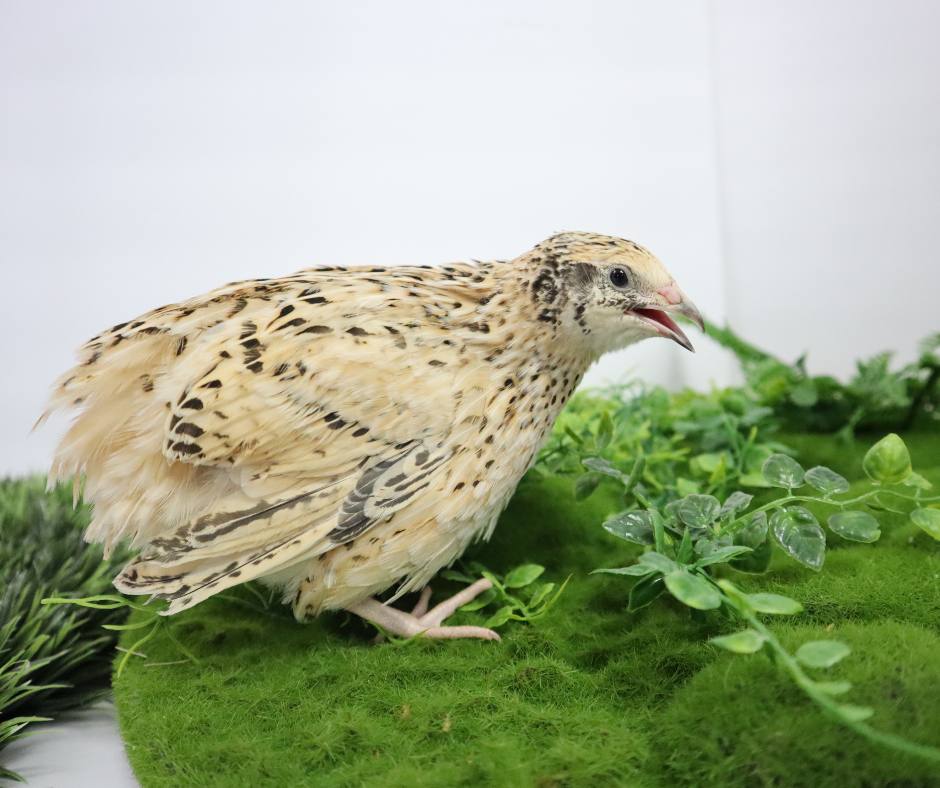 White and brown Jumbo Italian Coturnix quail eggs from Quailz.com, ideal for sustainable farming and hatching.