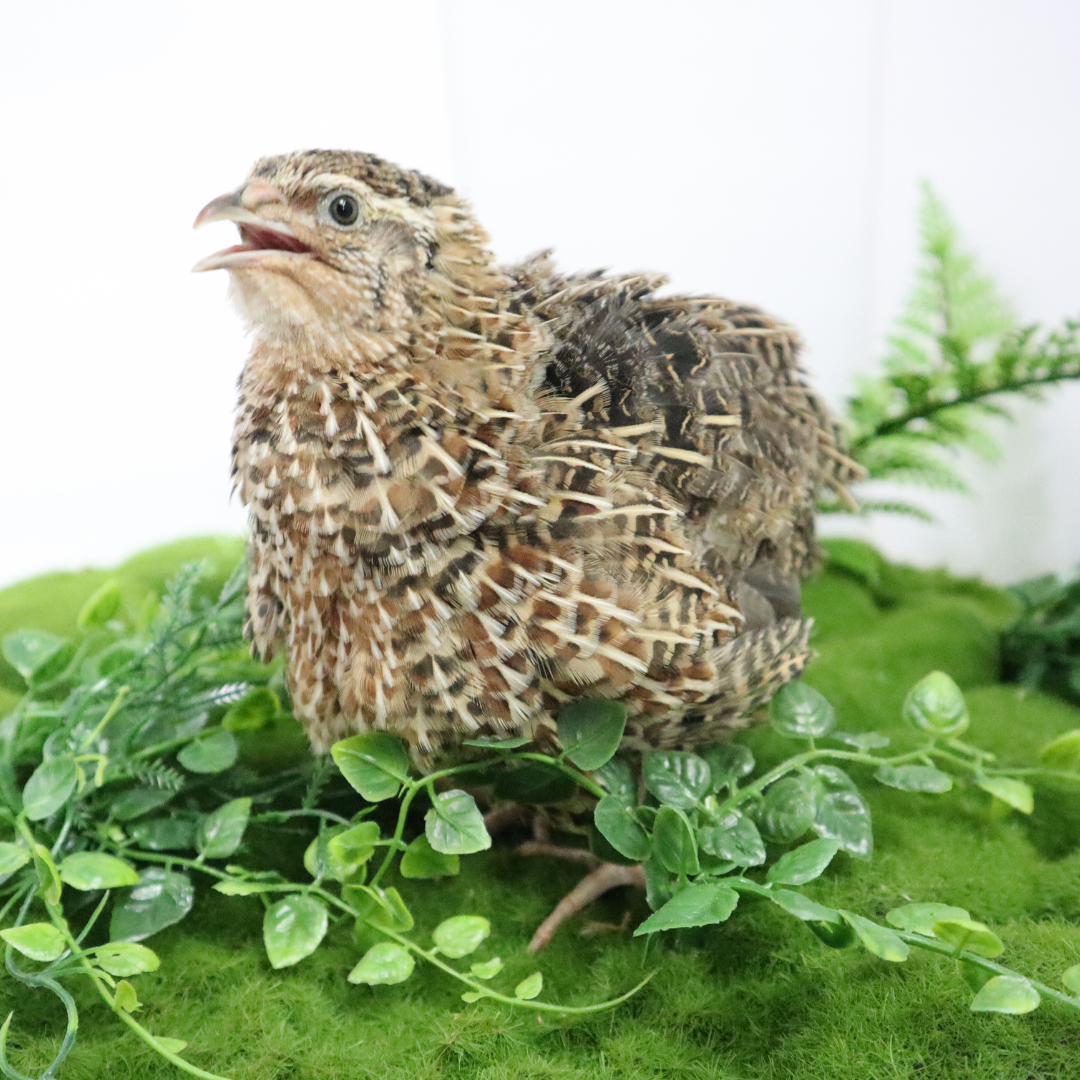 Jumbo wild-type Coturnix quail eggs in white and brown, ideal for sustainable farming, from Quailz.com by Undique LLC.