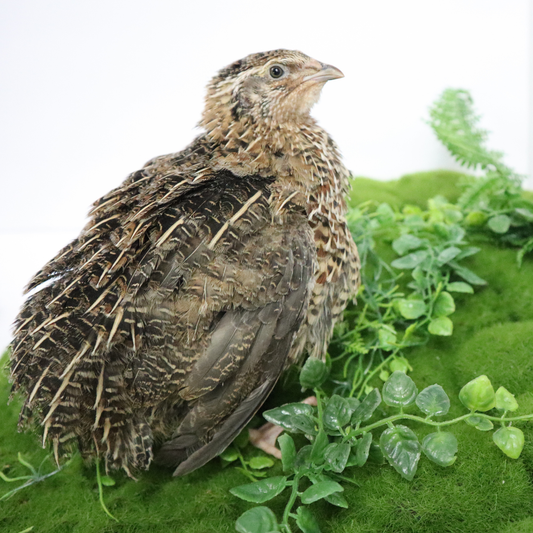 Jumbo wild-type Coturnix quail eggs, white and brown, from Quailz.com for sustainable farming and hatching.