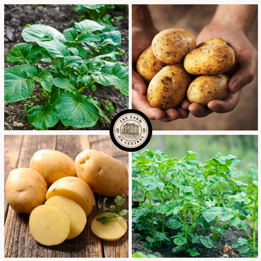 Kennebec seed potatoes from The Farm On Central, fresh and healthy, ready for planting in a natural farm setting.
