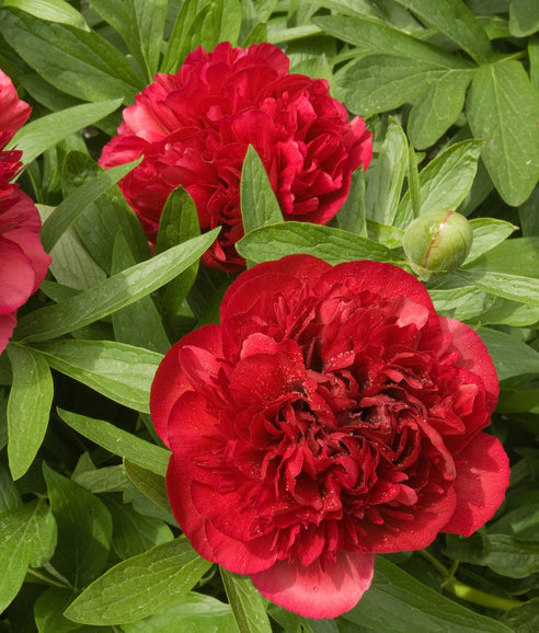 Karl Rosenfeld peony root division from BloomingBulb, showcasing vibrant pink peony blooms and lush green foliage.