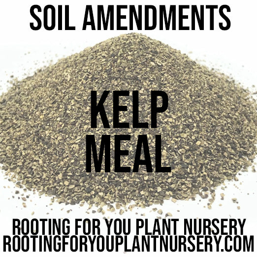 Organic kelp meal soil amendment from Rooting For You Plant Nursery, showing a bag of natural seaweed fertilizer and soil enhancer.