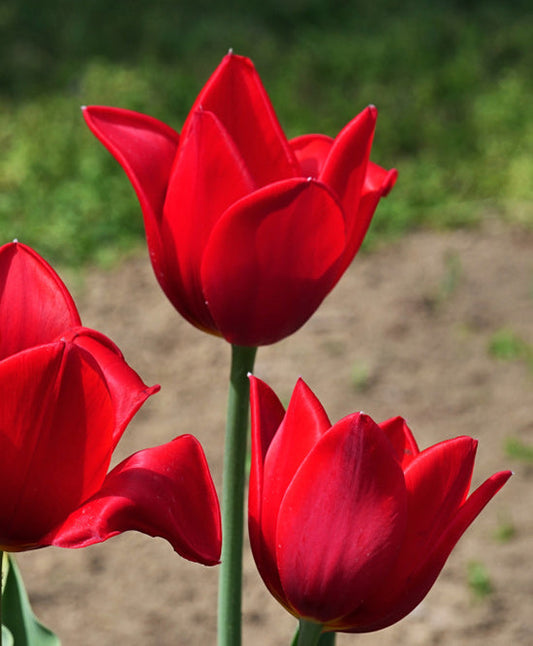 Kingsblood single late tulip bulbs from BloomingBulb, showing vibrant red flowers and green foliage.