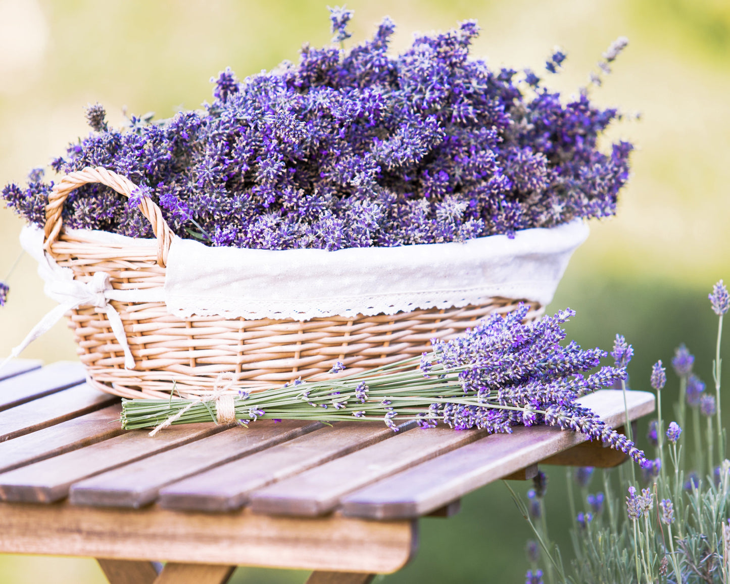 Set of 3 Fresh Garden Living Lavender Provence herb plants in quart pots, featuring purple flowers and green foliage.