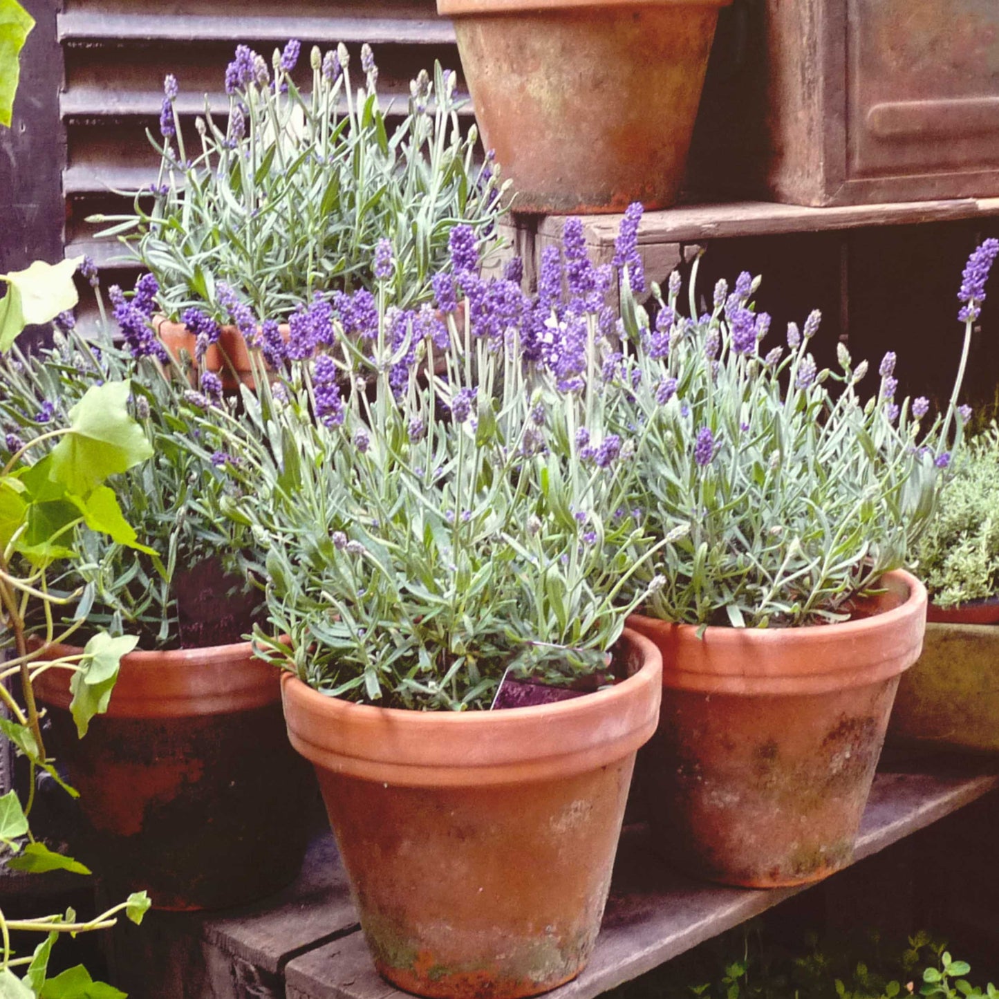 Set of four potted Lavender Provence herb plants from Fresh Garden Living, showcasing fragrant purple lavender blooms and green foliage.