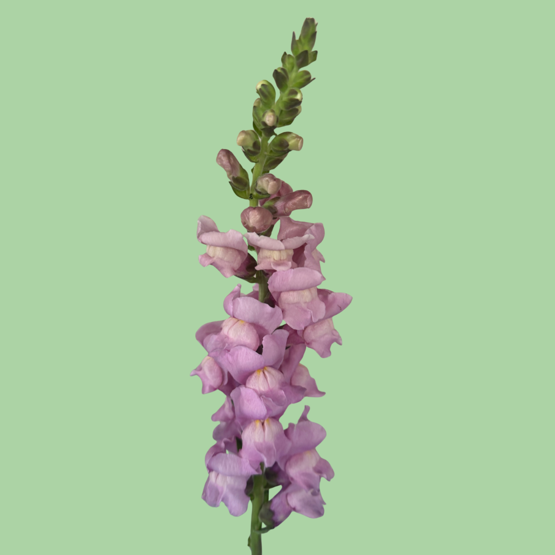 Close-up of Snapdragon Potomac Lavender seeds in a packet, showcasing small seeds from John's Plant Adventures.