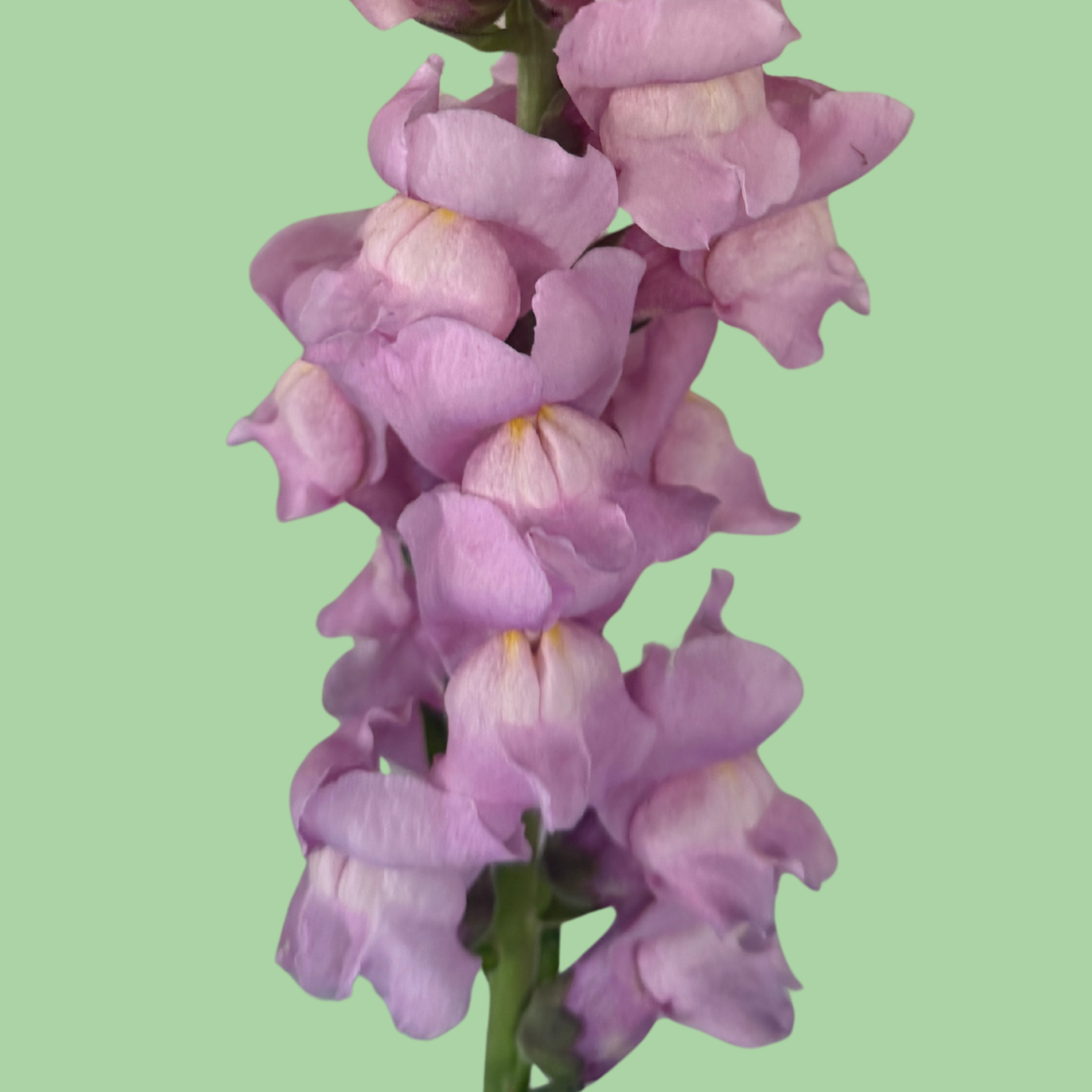 Close-up of Snapdragon Potomac Lavender seeds from John's Plant Adventures, showing small seed grains on a white background.
