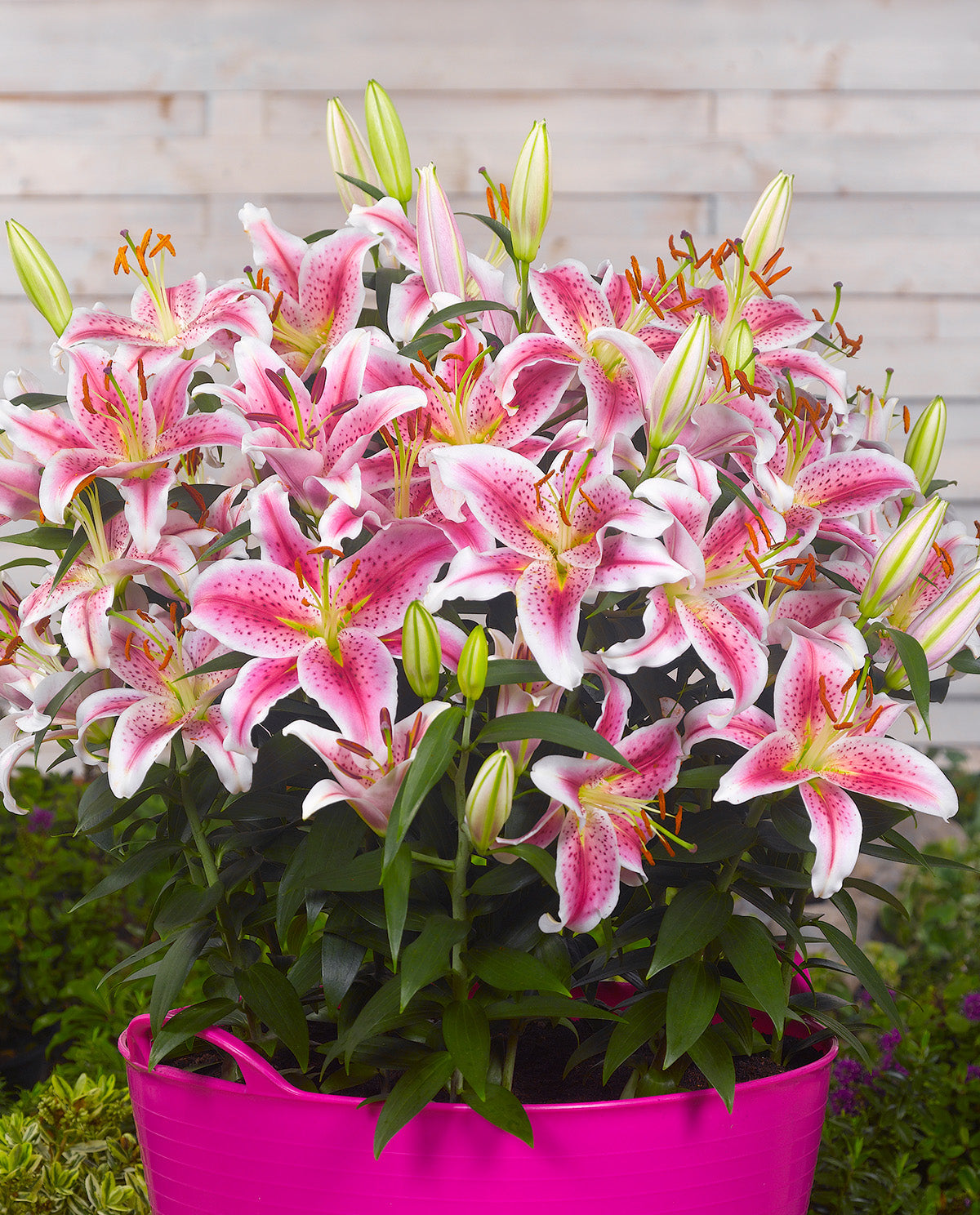 Stargazer Oriental Lily - 5 bulbs