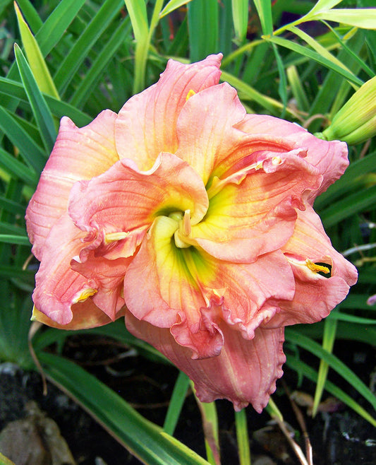 BloomingBulb Lilyland Melon Sorbet Daylily with vibrant orange and yellow petals in full bloom, showcasing its elegant flower.