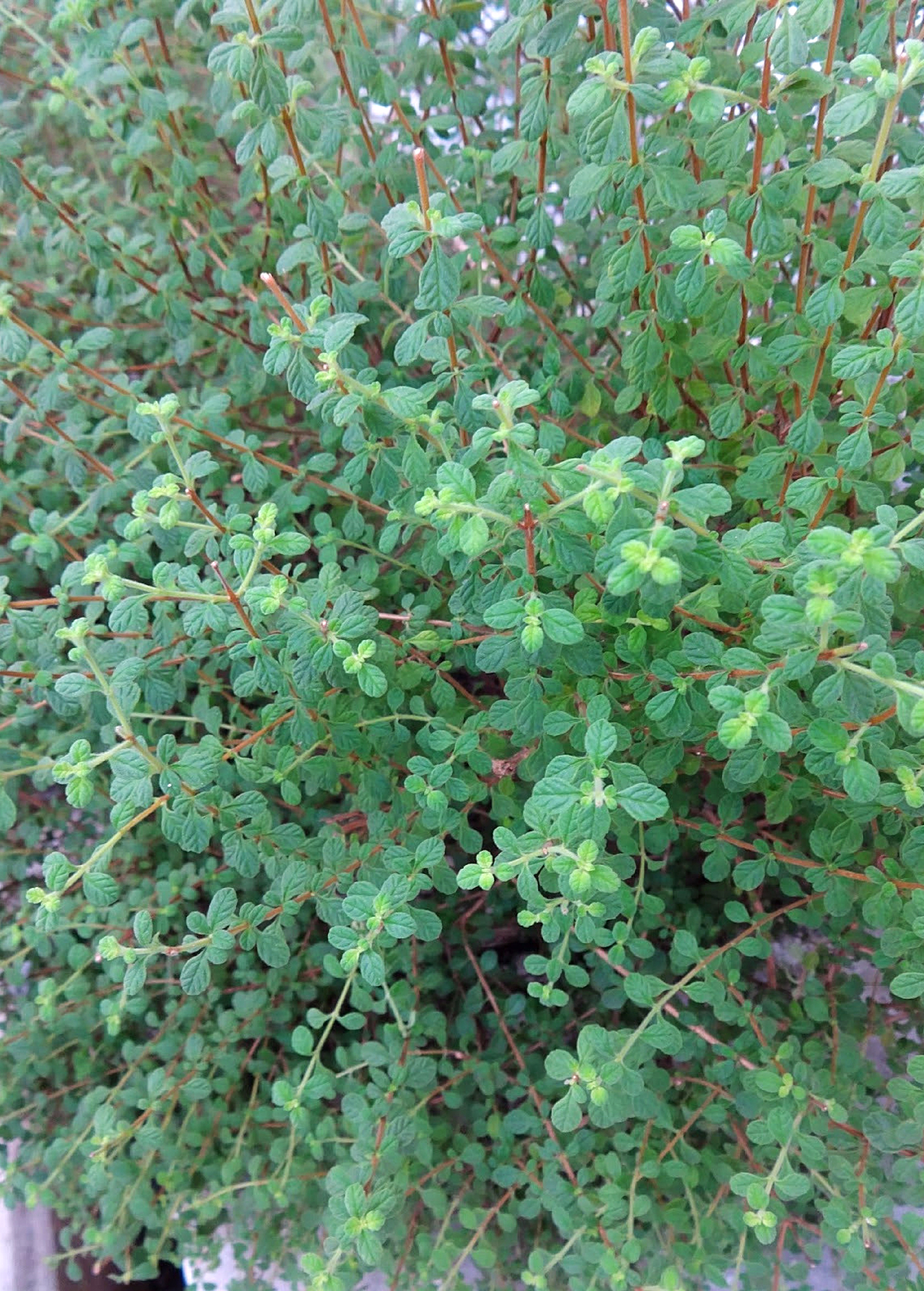 Lippia micromera Jamaican oregano herb shrub with green leaves, shown in a Sow Exotic product image.
