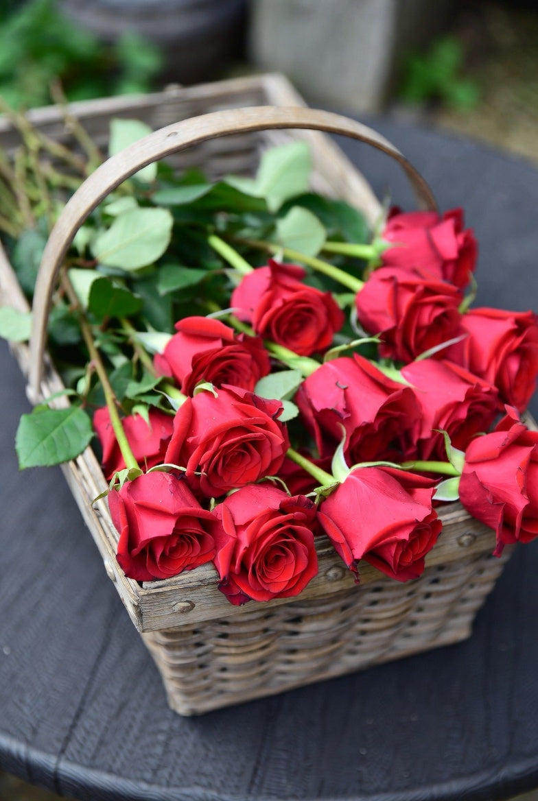 Fresh Garden Living Loves Promise rose plant in a 1.5-gallon pot, vibrant pink blossoms and lush green foliage.