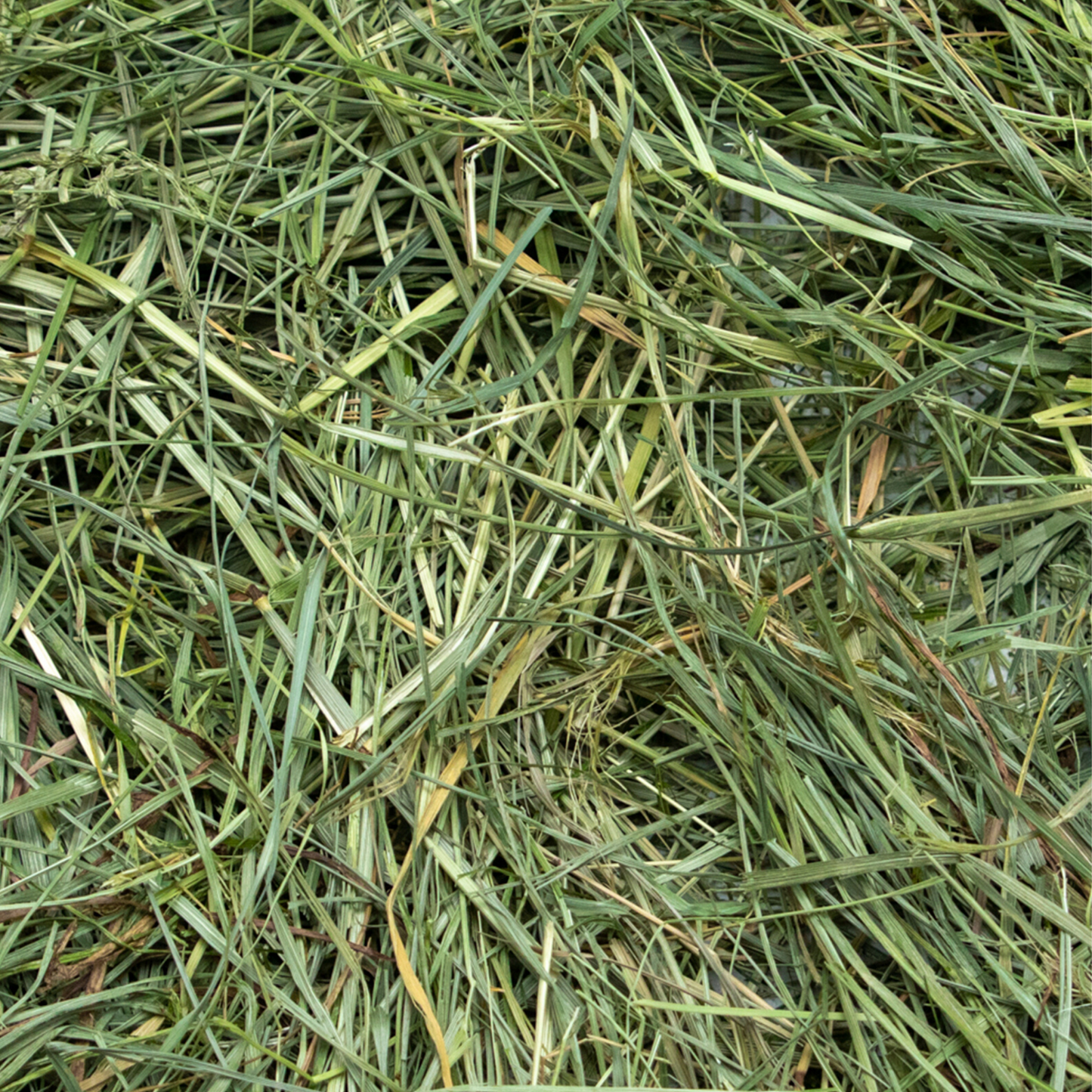 Rabbit Hole Hay Ultra Premium Mountain Grass hay in a bale, showcasing fresh, green, and nutritious mountain grass for small animals.