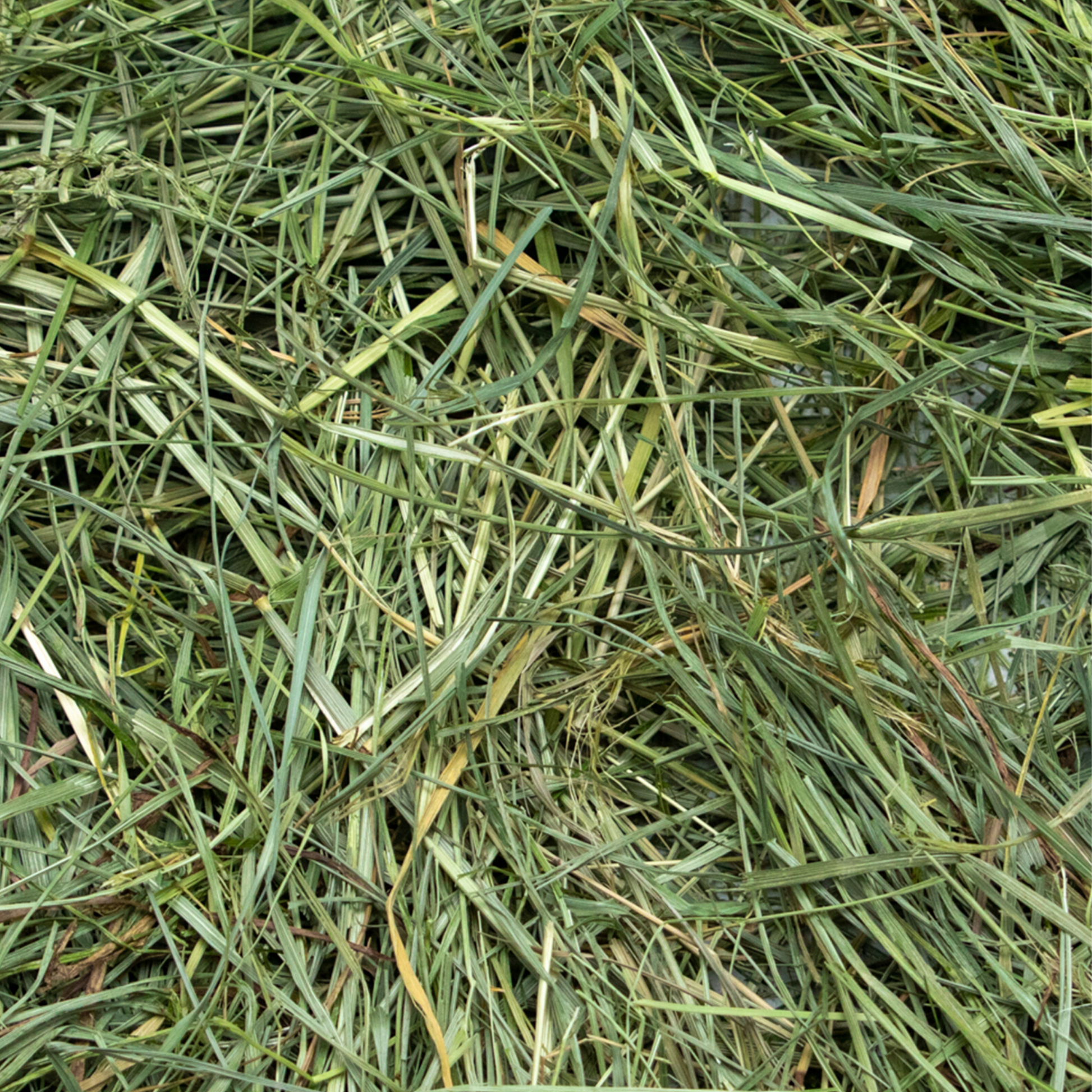 Rabbit Hole Hay Ultra Premium Mountain Grass hay in a bale, showcasing fresh, green, and nutritious mountain grass for small animals.
