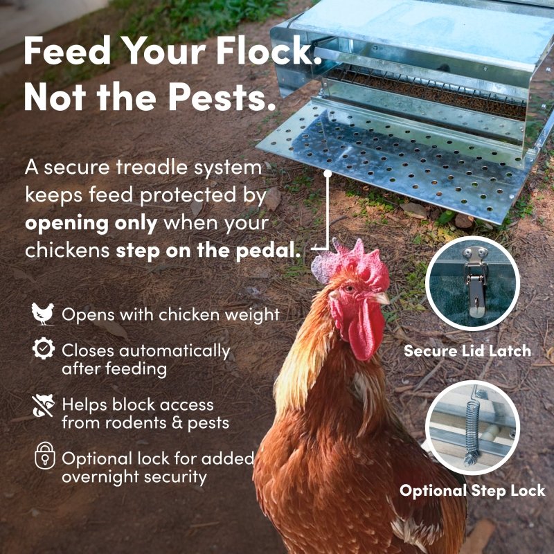 RentACoop 25lb capacity metal treadle poultry feeder for automatic feeding of chickens, durable and secure for outdoor use.