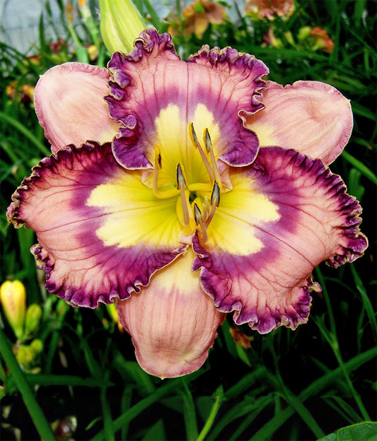 Making Magic Reblooming Daylily single fan division from BloomingBulb, showcasing vibrant orange and yellow flowers.