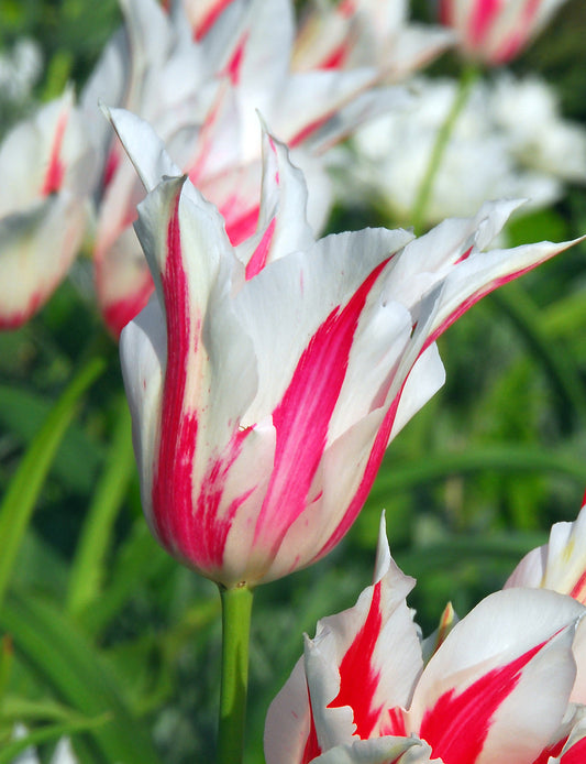 BloomingBulb Marilyn Lily Flowered Tulip bulbs showing vibrant pink and white tulip flowers with green foliage.