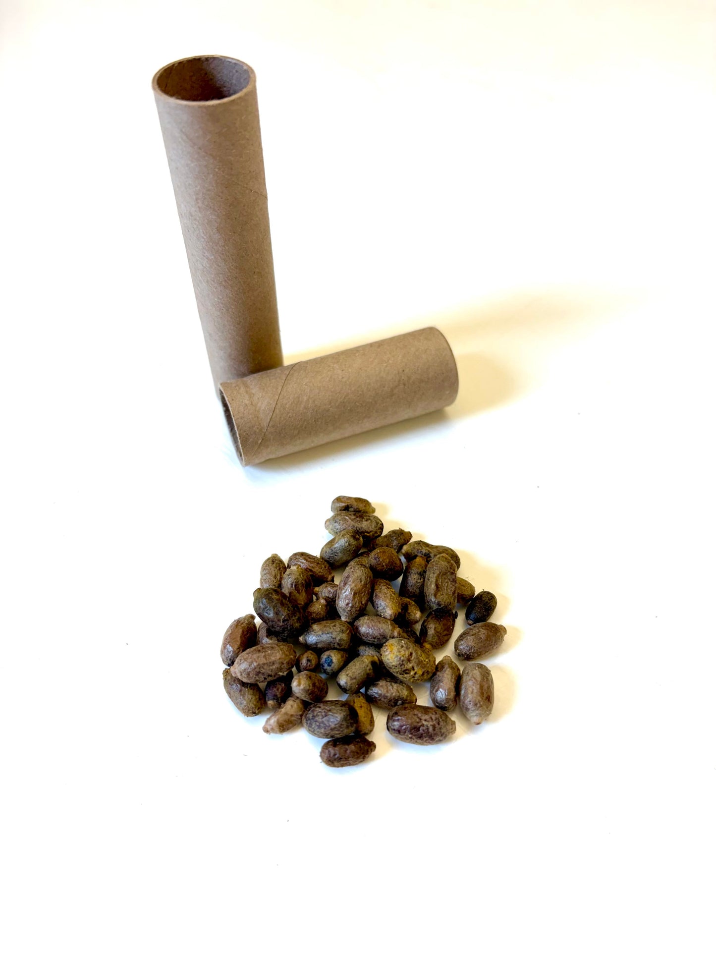 購買切葉蜂 | 40+ OBA 認證繭，兩天內出貨