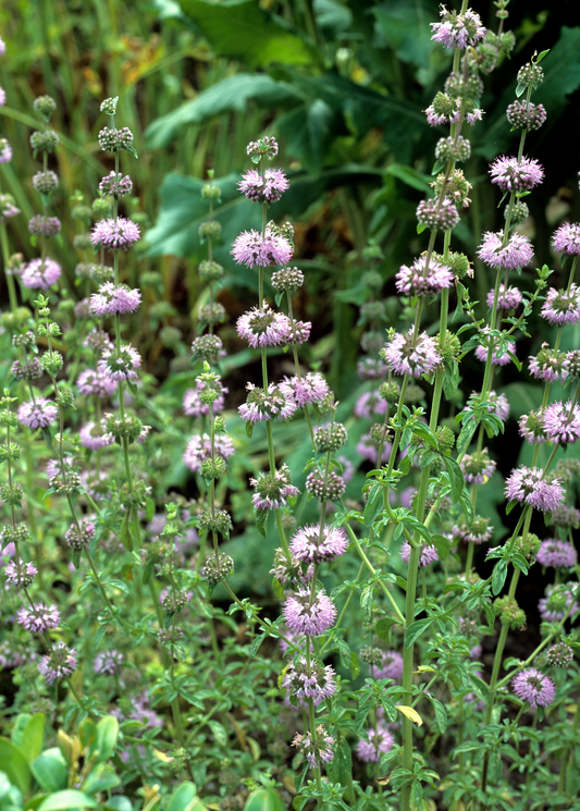 Fresh Pennyroyal herb (Mentha pulegium) from Sow Exotic, showing vibrant green, aromatic leaves in a nursery setting.