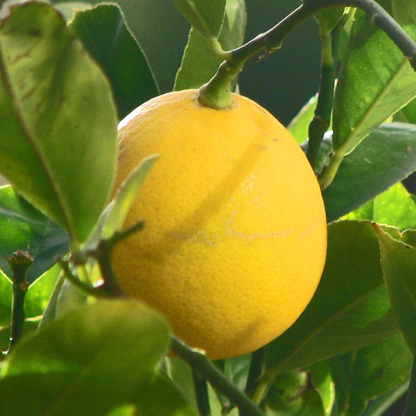 Meyer Lemon