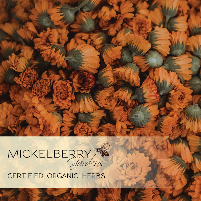 Organic Happy Baby Salve by Mickelberry Gardens with calendula and herbs, shown in a jar on a natural background.