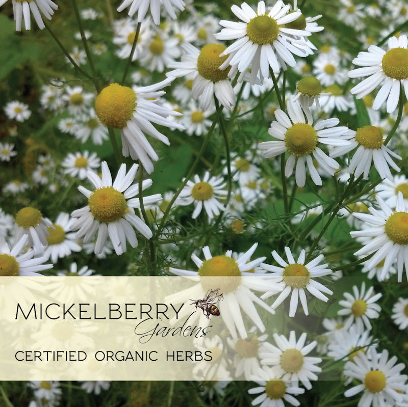 Organic chamomile herb in Mickelberry Gardens Bee Calm Stress Relief Spray honey tonic bottle, natural calming herbal remedy.