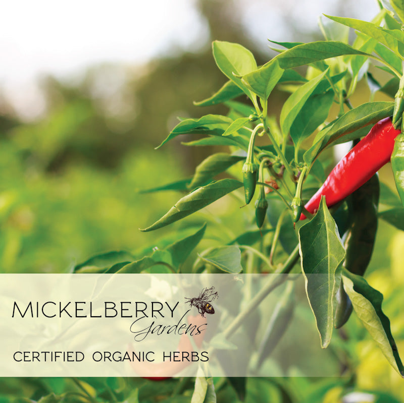 Mickelberry Gardens Fire Cider Honey Tonic bottle with organic herbs and chili, showcasing the herbal and spicy ingredients.