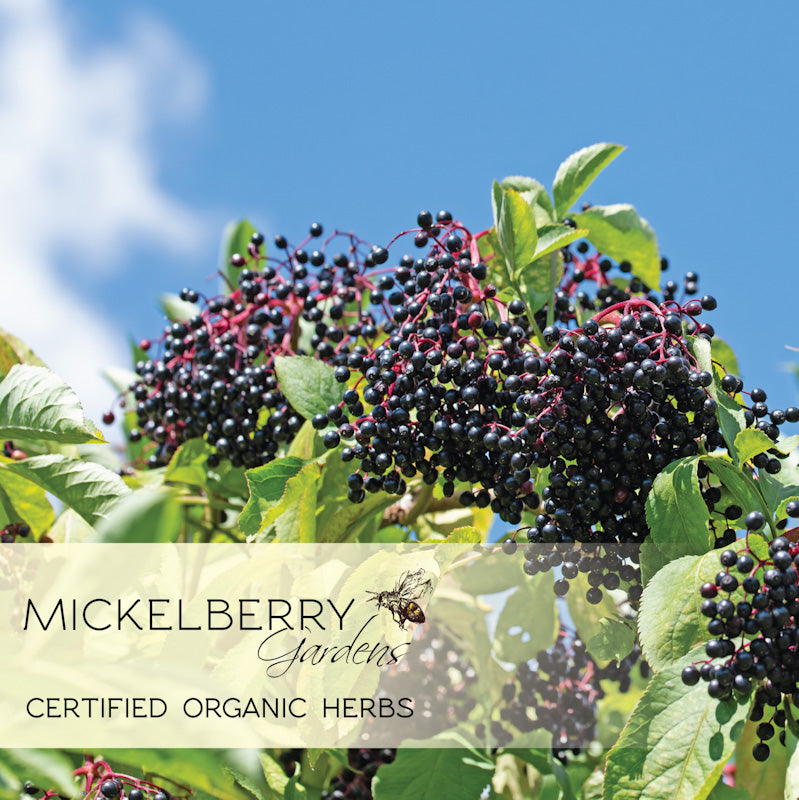 Organic elderberry honey tonic by Mickelberry Gardens, featuring a jar of herbal honey tonic with elderberries and natural ingredients.