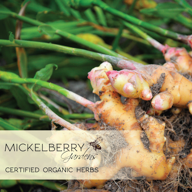 Mickelberry Gardens Ginger Digestive Support Honey Tonic spray with organic herbs, featuring fresh ginger root and herbal ingredients.