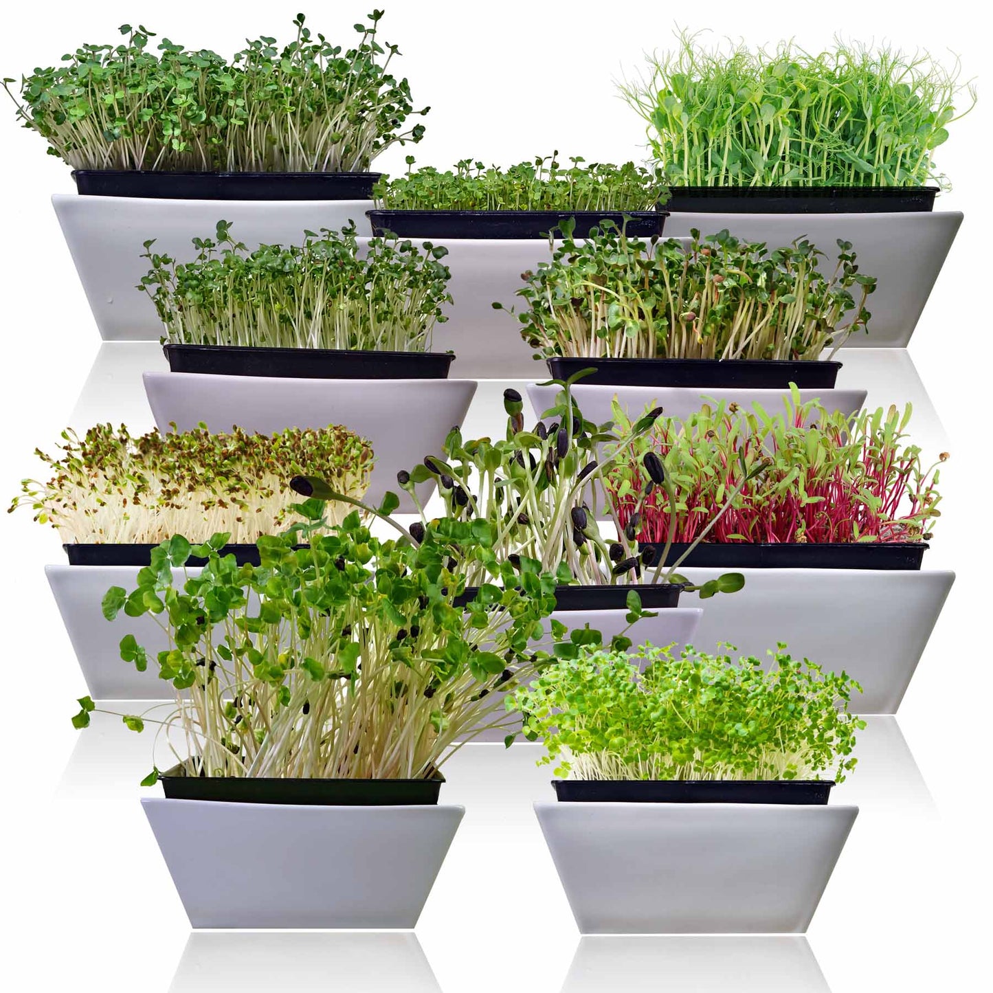 Assorted heirloom microgreens seeds pack from SurvivalGardenSeeds, ideal for indoor sprouting and year-round nutrition.