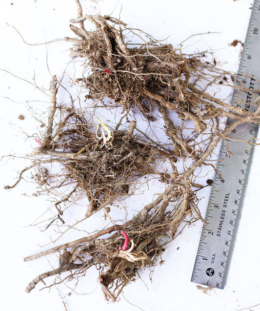 Three bare root Miscanthus Purpurascens Flame Grass plants from BloomingBulb, showcasing tall, ornamental grasses with reddish-purple foliage.