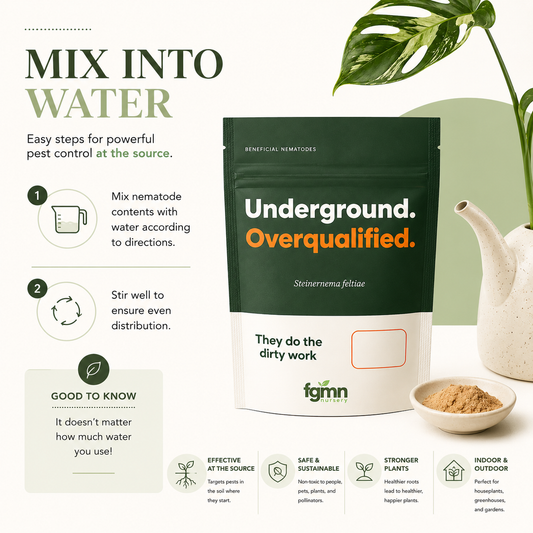 Fungus gnat nematodes treatment by FGMN Nursery mixed into water for pest control in garden or nursery settings.