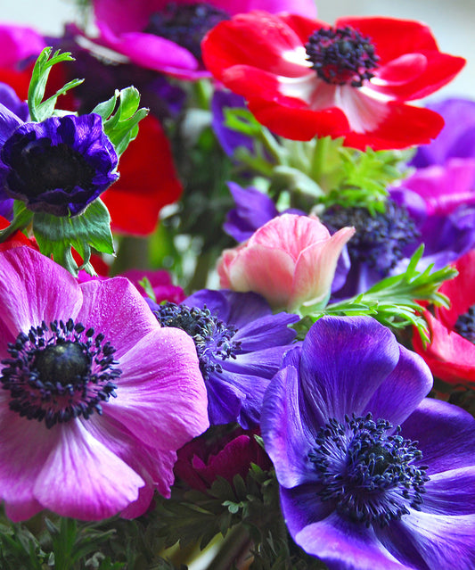 Mixed Anemone de Caen bulbs from BloomingBulb, showing colorful flower buds ready for planting.