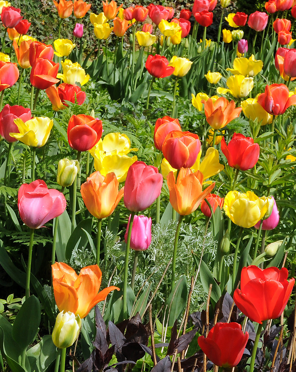 Mixed Darwin Hybrid Tulips - 30 bulbs