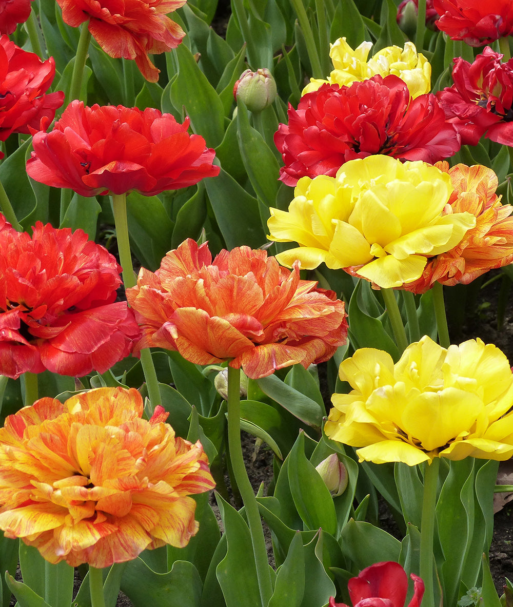 Mixed Double Late Tulips - 30 bulbs