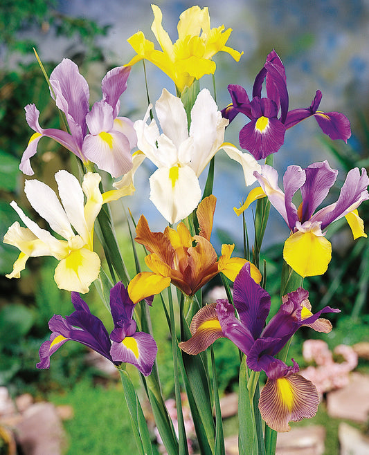Mixed Dutch Iris Hollandica bulbs from BloomingBulb, showing vibrant, multicolored flower bulbs ready for planting.