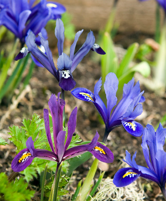Mixed Dwarf Iris reticulata bulbs from BloomingBulb, showing vibrant small flower bulbs for early spring garden display.