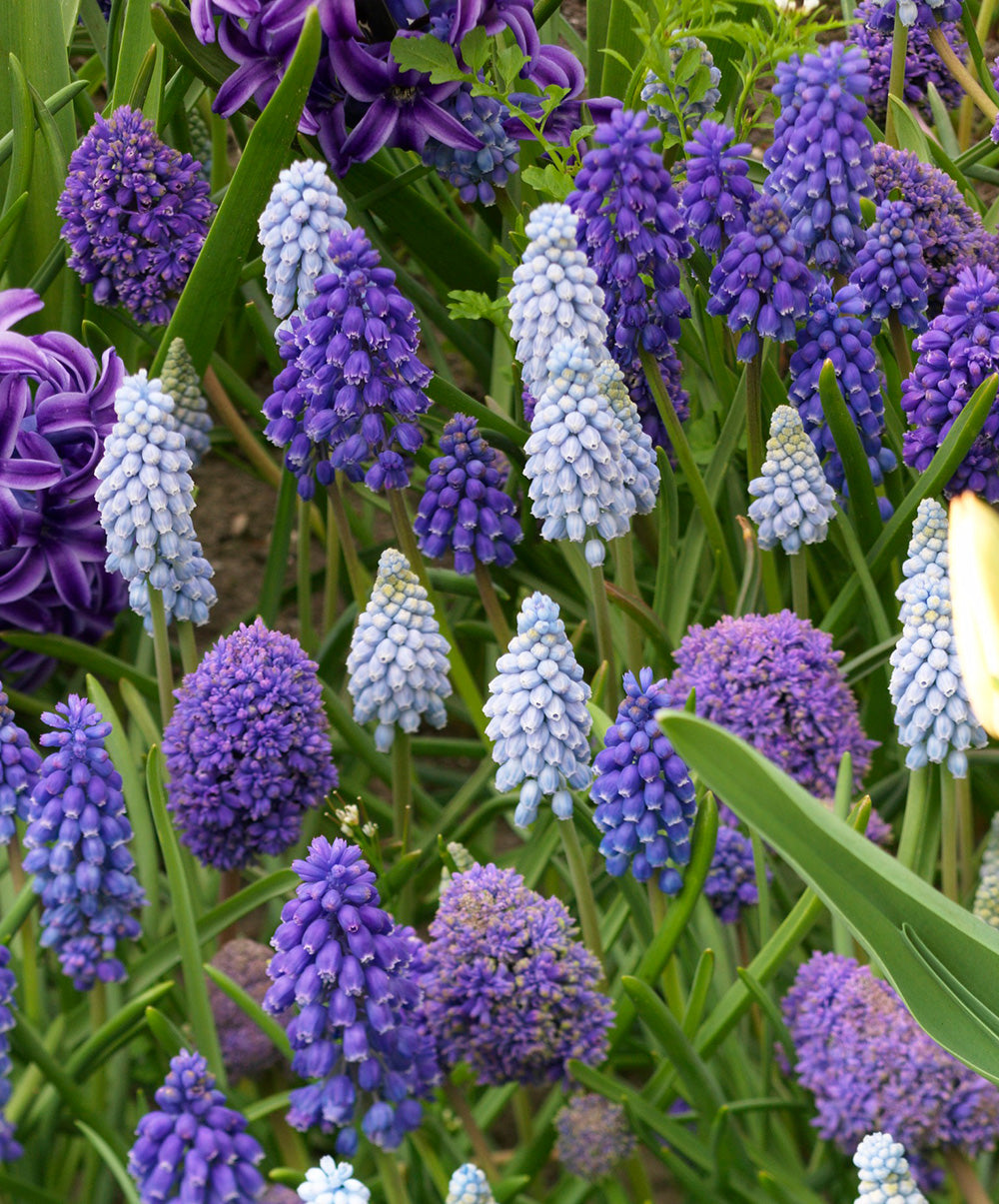 Mixed Muscari - 30 bulbs