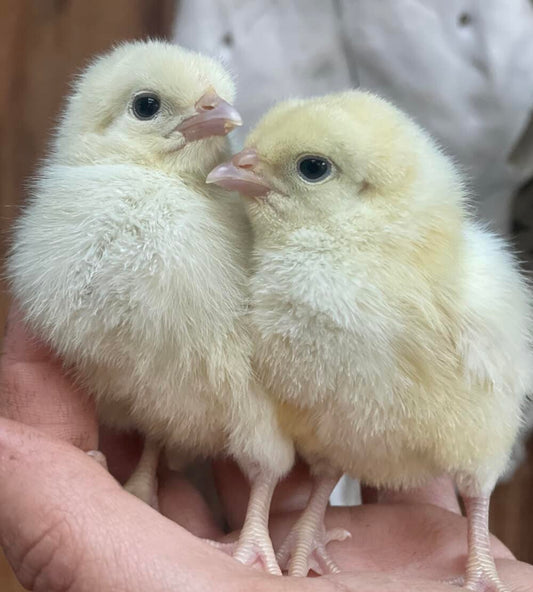White American Bresse chicks from North Star Farms, straight run, young poultry with white feathers and yellow legs.