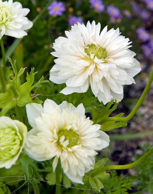 Cluster of Mount Everest Anemone Coronaria bulbs from BloomingBulb, ready for planting in vibrant garden beds.