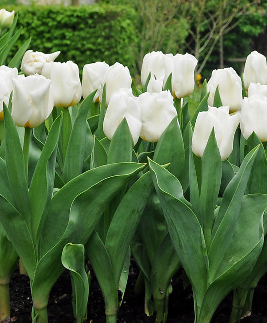 Mount Tacoma Double Late Tulip bulbs from BloomingBulb, showcasing vibrant, fully opened double tulip flowers in bright colors.