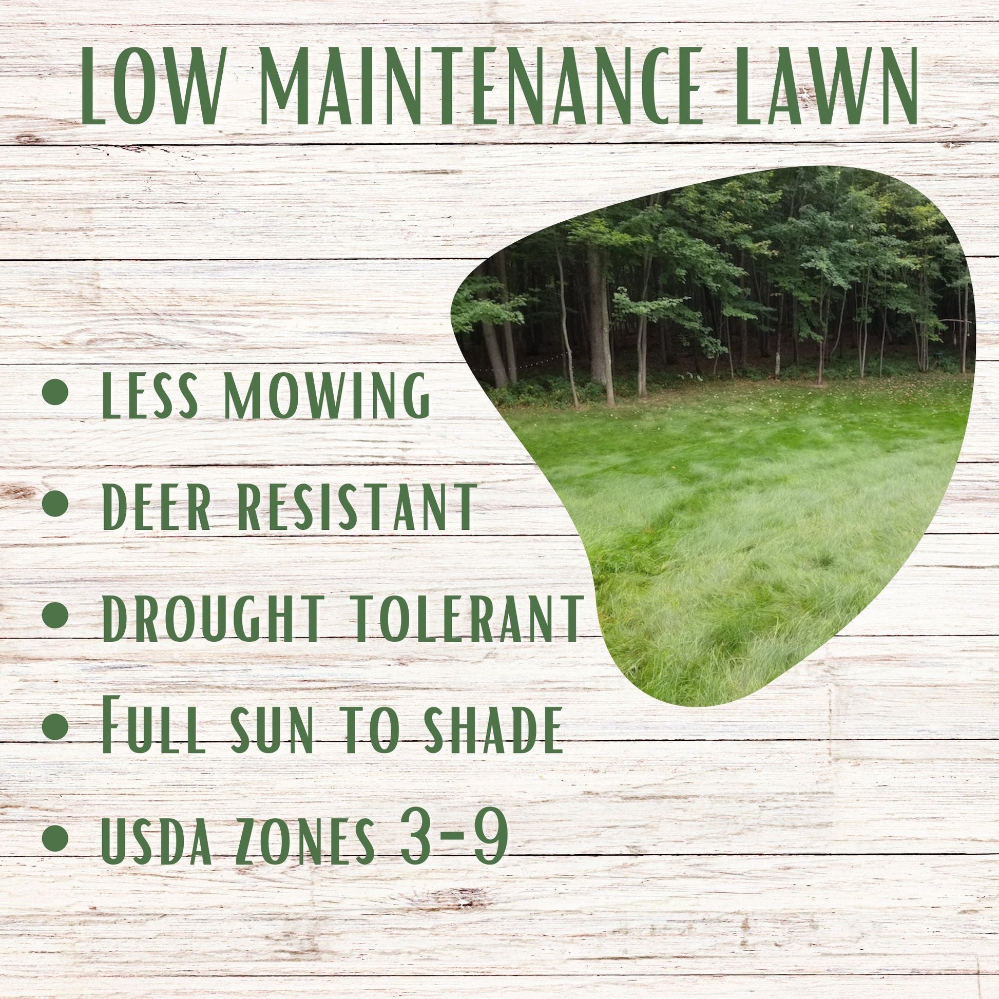 Simple lawn fine fescue grass seed from Flawn Seed Kits, shown in seed tape for easy planting and low-maintenance lawn growth.