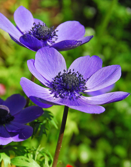 Cluster of Mr. Fokker Anemone de Caen bulbs, vibrant flower buds ready to bloom, from BloomingBulb.