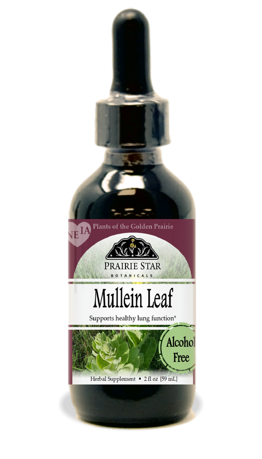 Fresh mullein leaf from Prairie Star Botanicals, showcasing vibrant green, fuzzy leaves for herbal tea or medicinal use.