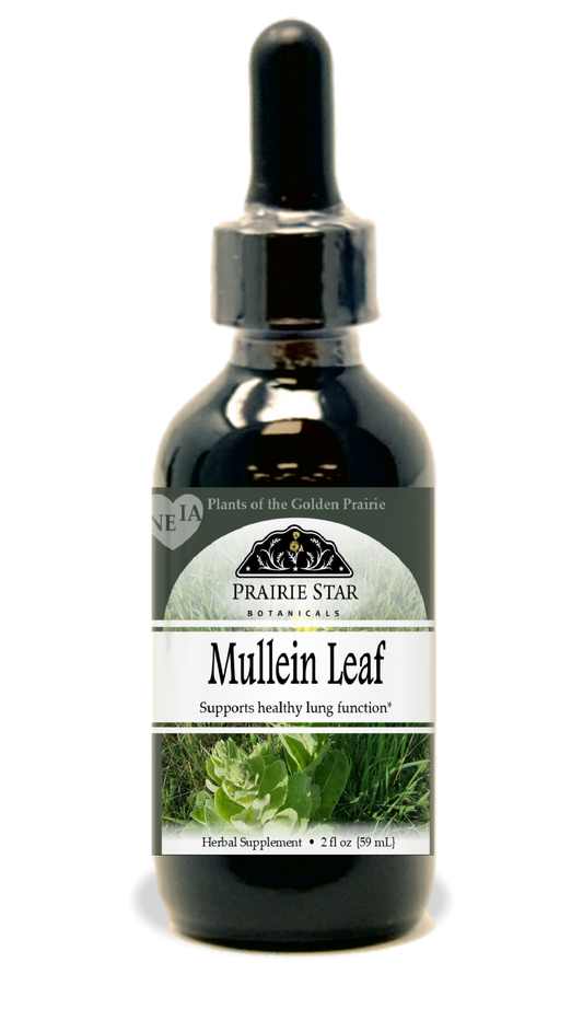 Dried mullein leaf in a clear container, showing large green leaves, from Prairie Star Botanicals singles herbal product.