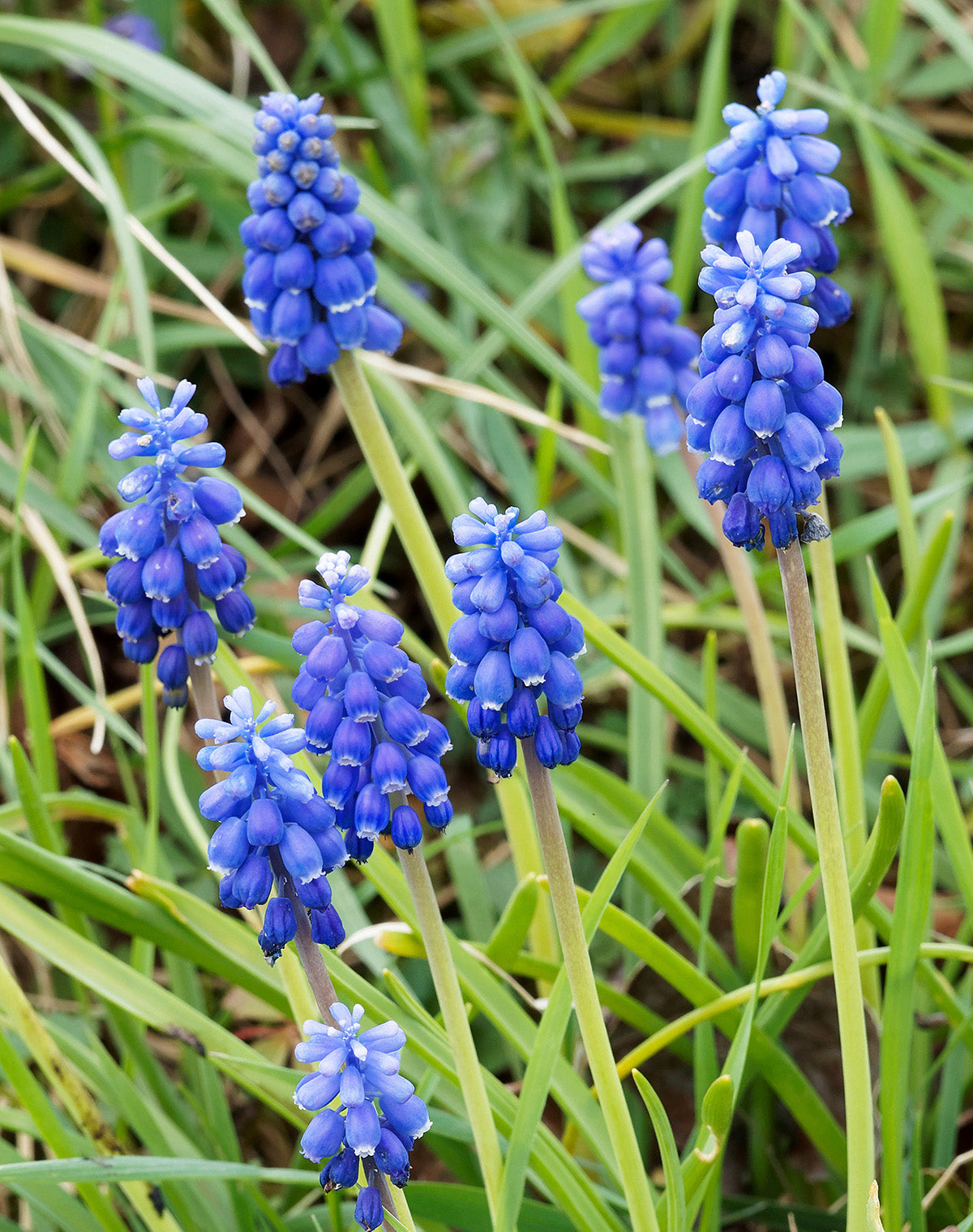 Azureum Muscari - 10 bulbs