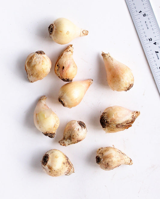 Ten BloomingBulb Plumosum Muscari bulbs with slender, feathery flower spikes suitable for planting in gardens.