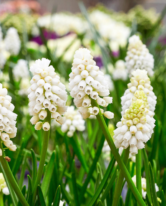 White Magic Muscari aucheri bulbs from BloomingBulb, showing fresh, white flower bulbs ready for planting.