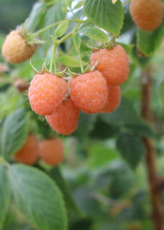 Fresh double gold raspberries from The Farm On Central, showcasing vibrant, ripe berries in a close-up image.