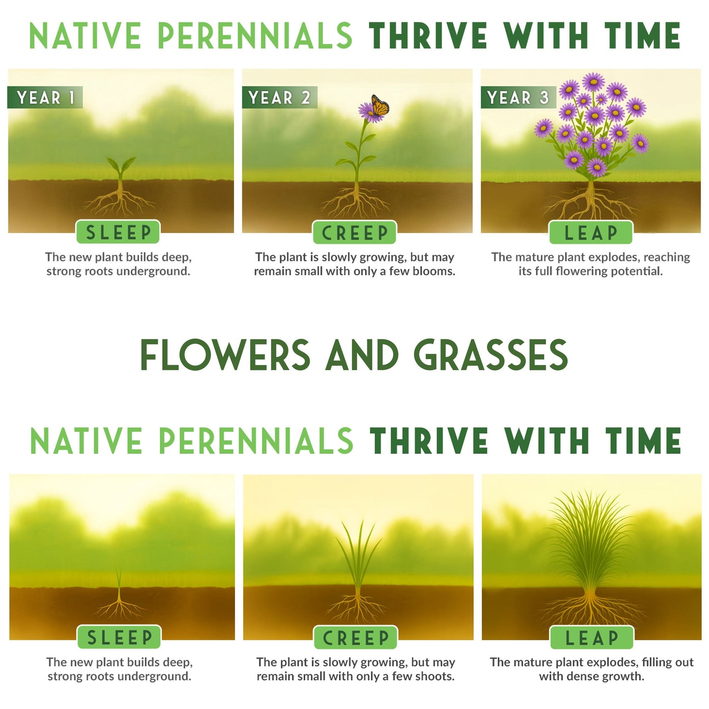 Native Habitat Seed Collection by SurvivalGardenSeeds showing 24 native wildflower and grass seed packets for pollinators and meadows.