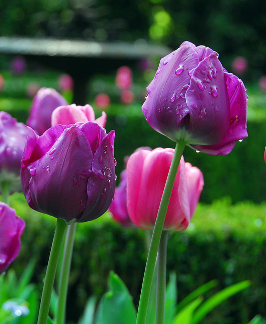 Negrita Triumph Tulip bulbs by BloomingBulb, showing vibrant dark purple and red tulip flowers blooming in spring.